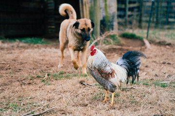 Dog and Rooster