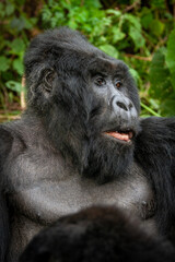 silverback wild mountain gorilla Virunga park Congo