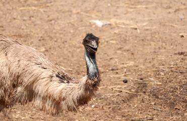 Ostrich at the ground