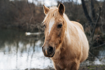 Fototapeta premium Horse 6