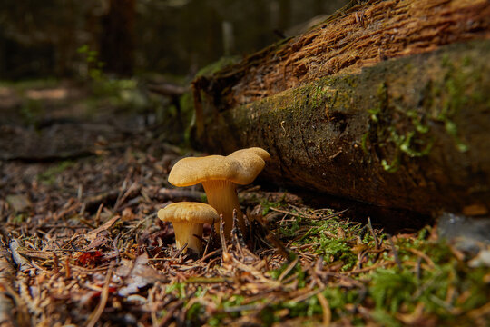 Chanterelle or Golden Chanterelle (Cantharellus cibarius) very tasty mushroom in the forest