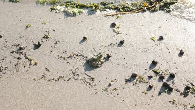 Foam waves roll into the river bank. A frog among many snail shells watches the fly and jumps along the sandy sunny seashore. Beautiful sea beach. Green ocean algae. Sunny summer day in nature. 