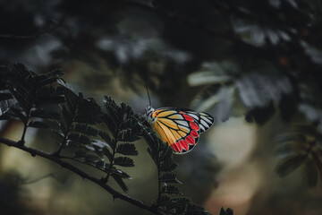 Naklejka na ściany i meble monarch butterfly on a branch