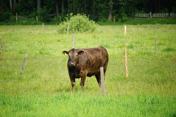 Brown cow green grass farm - obrazy, fototapety, plakaty