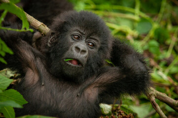 Fototapeta premium baby wild mountain gorilla Virunga park Congo