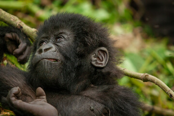 baby wild mountain gorilla Virunga park Congo