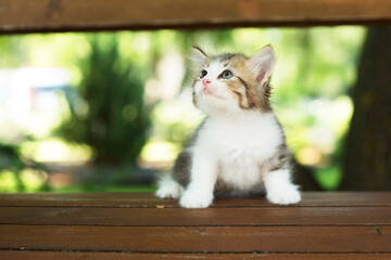 cute kitten in the park on a bench, in the summer - 448784332