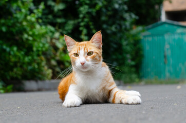 Naklejka na ściany i meble The ginger spotted cat lies. The street cat is walking. A wandering pet. Purebred kitten.