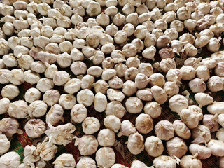 white garlic heap image of fresh garlic on mat healthy food vitamins spices pictures spicy seasoning ingredients picture White garlic pile. white garlic head, top view