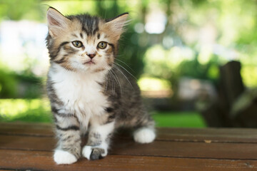 cute kitten in the park on a bench, in the summer