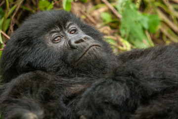 female wild mountain gorilla Virunga park Congo