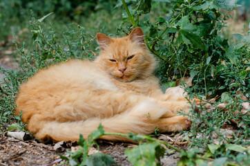 Naklejka na ściany i meble The ginger spotted cat lies. The street cat is walking. A wandering pet. Purebred kitten.
