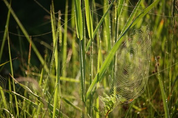 spider's web cobweb - obrazy, fototapety, plakaty