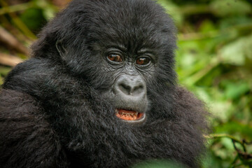 female wild mountain gorilla Virunga park Congo