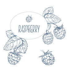 Hand drawn vector raspberries illustration with fruit