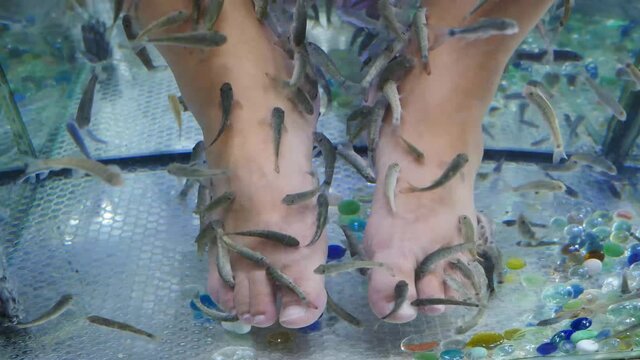 Top view on male feet in water with fish. Fish pedicure by garra rufa. Foot care with natural peeling and massage. Skin care spa procedure. 4 k video