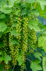 Green currants
