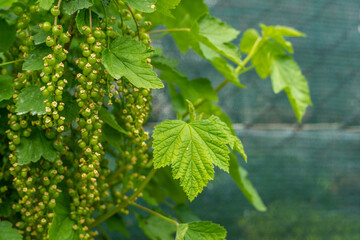 Green currants