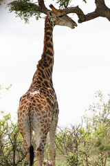giraffe in the savannah