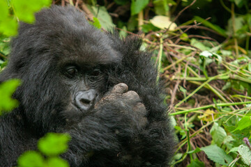 female wild mountain gorilla Virunga park Congo