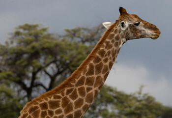 giraffe in the wild