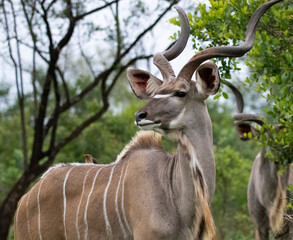 Fototapeta premium kudu in Kruger