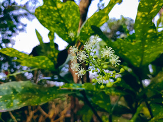 Codiaeum is a genus of plants under the family Euphorbiaceae first described as a genus in 1824. It is native to insular Southeast Asia, northern Australia and Papuasia.