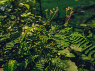 Leucaena leucocephala is a small fast-growing mimosoid tree native to southern Mexico and northern Central America and is now naturalized throughout the tropics.