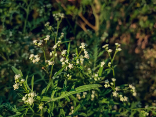 Parthenium hysterophorus is a species of flowering plant in the aster family, Asteraceae. It is native to the American tropics.