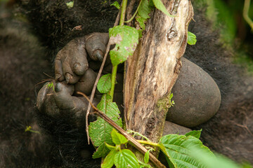 feets female wild mountain gorilla Virunga park Congo
