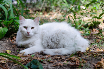 The white cat is lying. The street cat is walking. A wandering pet. Purebred kitten. Persian cat