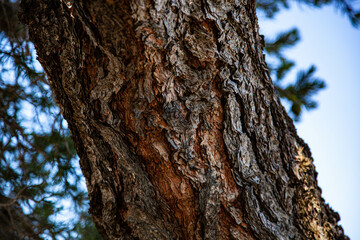 Fototapeta premium bark of a tree texture