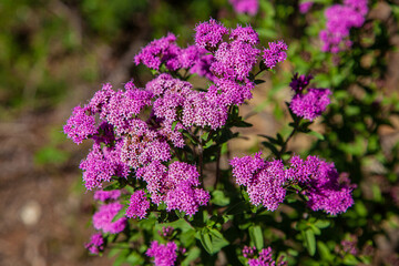 flowers in the garden