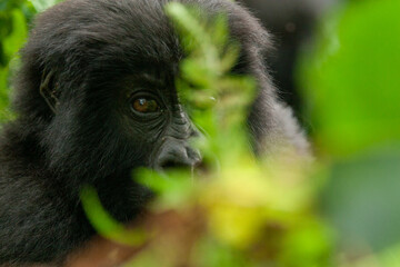 female wild mountain gorilla Virunga park Congo