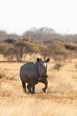 Rhino in Kruger national park © Roelof