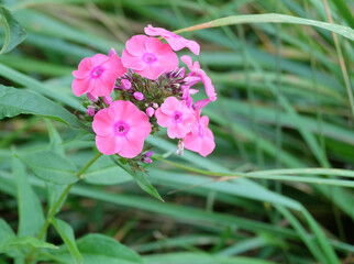 Obraz premium Flowers of pink phlox on a background of grass. Macro shooting, selective focus, blurred background, horizontal orientation.