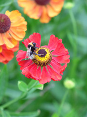 Bumblebee on a helenium flower collects nectar. Macro shooting of insects, selective focus, blurred background, vertical orientation.