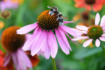 Two bumblebees on a pink echinocea flower collect nectar. Macro shooting of insects, selective focus, blurred background, horizontal orientation.