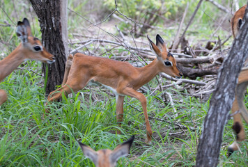 baby Impala