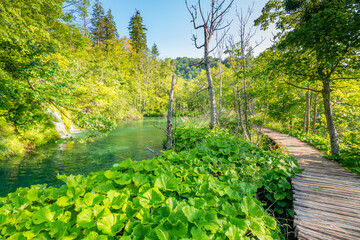 Obraz premium Wooden footpath at Plitvice national park, Croatia. Pathway in the forest near the lake and waterfall. Fresh beautiful nature, peaceful place. Famous tourist destination.