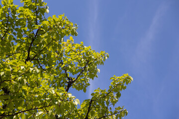 若葉と青空