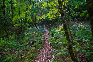 Sentiero 274 a Cagli nelle Marche, in estate 