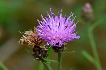 Acker-Kratzdistel, Ackerdistel // Creeping thistle, field thistle (Cirsium arvense)
