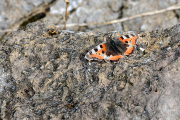 Kleiner Fuchs // Small tortoiseshell (Aglais urticae)