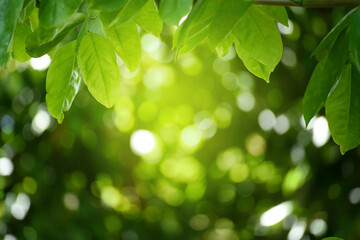 Fototapeta na wymiar Green leaf for nature on blurred background.