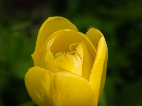 Dark Goldenrod С†РІРµС‚