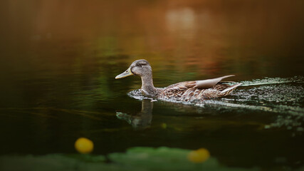 A cute wild duck with brown plumage swims along a clear forest river near the green leaves of water lilies on a summer day. Nature and wild birds.