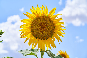 Close-up of a sunflower in a field of sunflowers in summer