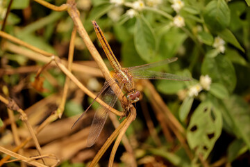 dragonfly on a leaf