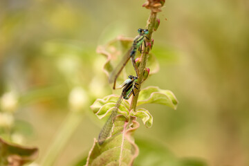 dragonfly on a flower